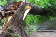 Дерево, що впало, розтрощило два автомобілі