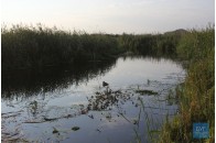На Волині у річці знайшли пакети з рештками тварин (фото, відео)
