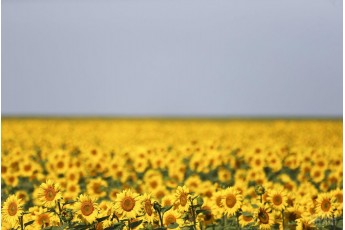 29 липня по всій Україні спека, подекуди – грози