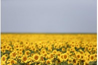29 липня по всій Україні спека, подекуди – грози