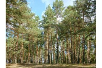В Україні всохло майже 400 тисяч гектарів лісу, Волинь на першому місці