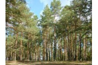 В Україні всохло майже 400 тисяч гектарів лісу, Волинь на першому місці
