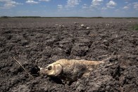 Крим неминуче перетвориться у пустелю, – експерти