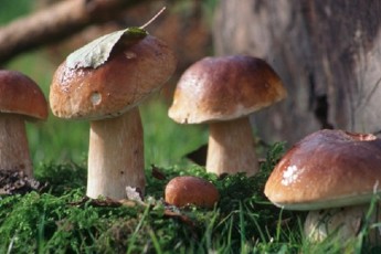 У МОЗ розповіли, які гриби краще не споживати