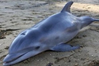 Берег завалений рибою та дельфінами: браконьєри спустошують Крим