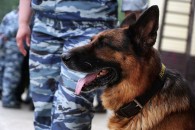 На Волині пес знайшов контрабанду, яку сховали у вагонах поїзда, що їхав до Польщі