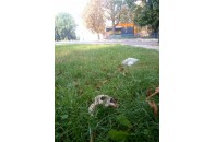 На Волині біля дитячого майданчику знайшли людський череп (Фото)