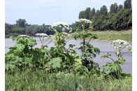На Волині рятували чоловіка, який пройшовся борщівником