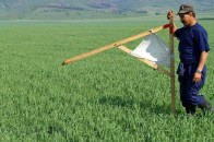 Нардепи знову просять Конституційний суд скасувати мораторій на продаж землі