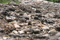У Ковелі почалися проблеми з тваринними рештками після закриття ветсанзаводу