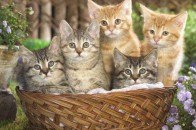 Лучани скаржаться на бездушних осіб, які жорстоко вбивають котів