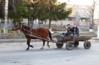 На Волині автомобіль врізався у кінну підводу: є постраждалі