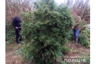 Аеророзвідка виявила посіви гігантських конопель на Київщині  (фото)