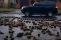 У Луцьку дорогу заблокували буряки (відео)