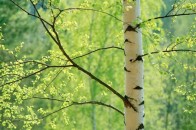 Під Луцьком вирубали алею беріз