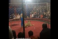 Лев накинувся на 3-річну дівчинку під час циркової вистави в РФ (відео)
