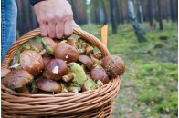 На Волині рятували бабусю та її онука, які заблукали в лісі