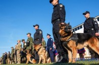В Україні найбільші аеропорти патрулюватимуть кінологи