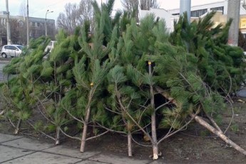 У Луцьку затвердили пункти продажу хвойних дерев до новорічних свят (перелік)