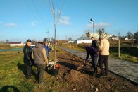 У райцентрі на Волині висадили дерева