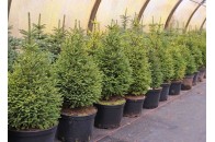 Свято наближається: в Україні розпочався продаж ялинок, названо ціни