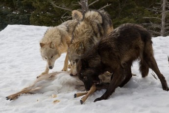 Вовки-мутанти тероризують прикордонний район на Вінничині