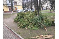У Луцьку посеред вулиці викинули більше десятка непроданих ялинок (фото)