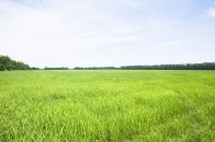 На Волині підприємство самовільно зайняло 17 гектарів землі
