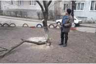 У Луцьку працівники ЖЕКу нелегально зрізали дерева