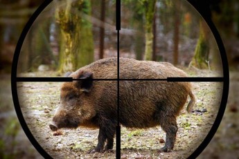 На Волині відстріляли понад 500 свиней через підозру на африканську чуму