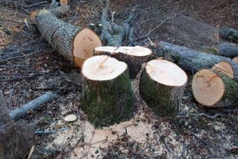 Чоловіка на смерть придавило дерево на Полтавщині