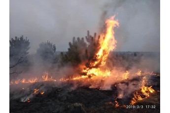 Неподалік Луцька загорівся молодий ліс (фото)