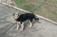 У Луцьку пес покусав 5-річну дівчинку