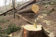 На Волині у лісі трагічно загинув чоловік