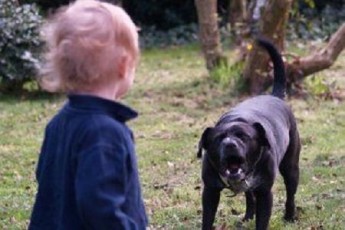 У Луцьку дворовий пес напав на 3-річного хлопчика