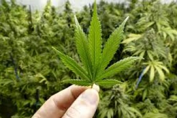 У Раді підтримали петицію про легалізацію марихуани