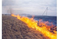 На Волині вночі вигоріло півтора гектара полів
