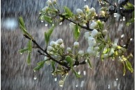 Майже всю Україну заливатимуть дощі