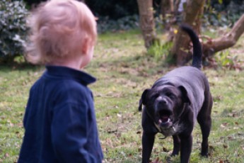У Луцьку пес вкусив 3-річного хлопчика на дитячому майданчику (відео)