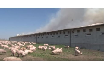 У пожежі на фермі Львівщини загинуло 500 тварин (відео)