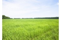На Волині чоловік самовільно зайняв земельну ділянку
