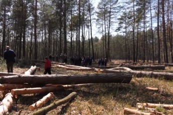 Війна за ліс на Волині: мешканці села збунтувались проти лісівників
