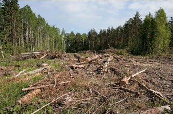 Волинська область втратила 150 тисяч гривень через незаконну вирубку лісів