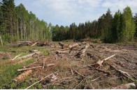Волинська область втратила 150 тисяч гривень через незаконну вирубку лісів