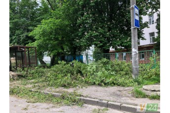 У Луцьку на зупинку громадського транспорту впало дерево (фото)