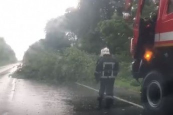 На Волині негода звалила дерево на дорогу (відео)