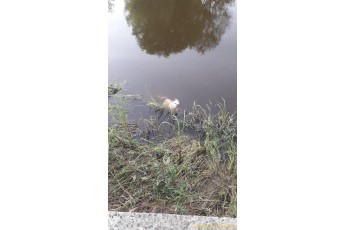У Луцьку в річці Стир знайшли труп жінки (фото 18+)