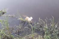 Головні новини Волині 16 червня: у Луцьку в річці Стир знайшли труп жінки; у селі на Волині у людей пропадає голос та масово гинуть бджоли через…
