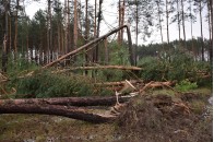 Викорчувані дерева і град з яйце: жахливі наслідки негоди на Волині (фото)