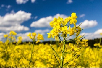 На Волині небезпечна хвороба вразила посіви ріпаку